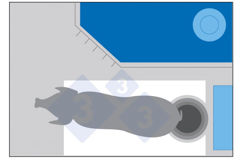Figure 1. If the sow can move but has no more space than she does currently, she may turn her back to the trough to defecate and end up soiling the area in front of the trough.
