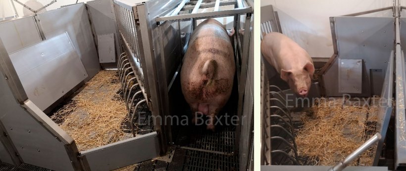 Photo 2. An example of prototypes of this type of housing (PIGSAFE). Source: Emma Baxter.
