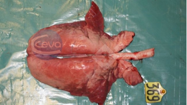 Picture 1. Pig lung after experimental influenza A infection.