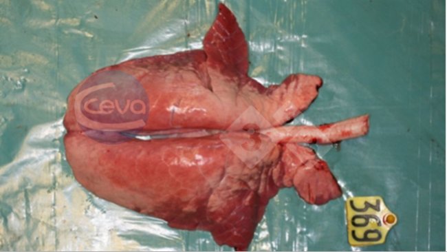 Picture&nbsp;1. Pig lung after experimental influenza A infection.
