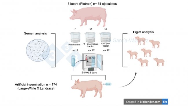 Figure 1. Graphical summary of the study.