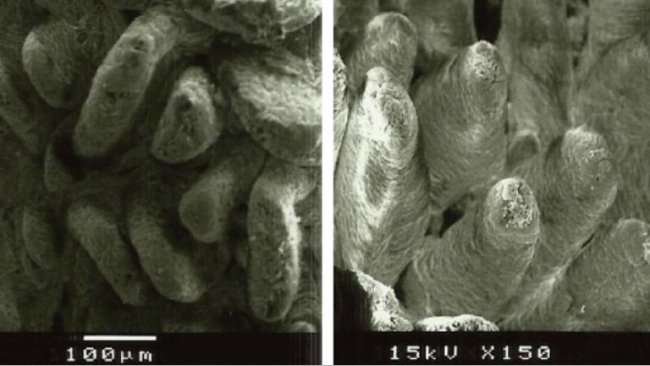 Figure 2. Electron microscope image of the duodenal mucosal surface in weaned piglets fed A: diet without added fiber (villi height: 538µm), and B: lignocellulose at 1% (villi height: 616µm) (Adapted from Silva-Guillen et al., 2022).