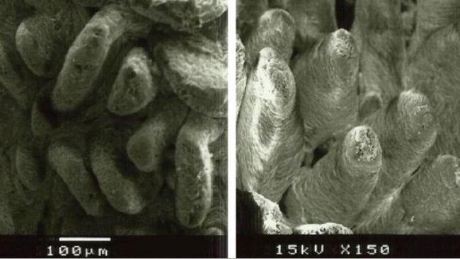 Figure 2. Electron microscope image of the duodenal mucosal surface in weaned piglets fed A: diet without added fiber (villi height: 538&micro;m), and B: lignocellulose at 1% (villi height: 616&micro;m) (Adapted from Silva-Guillen et al., 2022).
