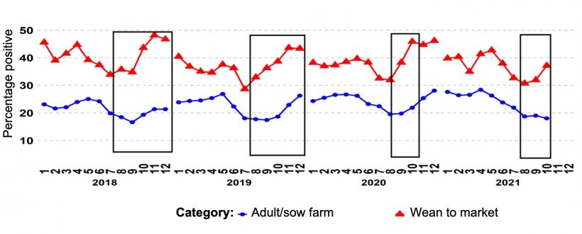 Figure 1. Percentage of PCR-positive PRRSV submissions for the age categories adult/sow farm and wean-to-market over time. The black boxes demonstrate the more accentuated and/or earlier spikes in grow-finish data compared to that of sow farms. Source:&nbsp;ISU-VDL: Iowa State University Veterinary and Diagnostic Laboratory; UMN-VDL: University of Minnesota Veterinary and Diagnostic Laboratory; SDSU-ADRDL; South Dakota State University Animal Disease Research and Diagnostic Laboratory; KSU-VDL: Kansas State University Veterinary and Diagnostic Laboratory; OH-ADDL: Ohio Animal Disease and Diagnostic Laboratory.
