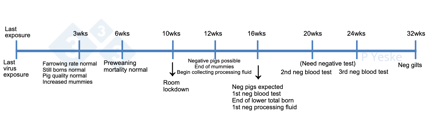 Figure 1.&nbsp;Timeline for stabilization following herd virus exposure. This outlines some of the milestones to monitor while going through a virus elimination and what expectations should be. We realize every herd will have unique circumstances that may alter this timeline, but this is a reference as a herd starts the process.
