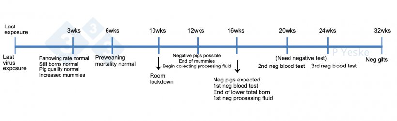 Figure 1.&nbsp;Timeline for stabilization following herd virus exposure. This outlines some of the milestones to monitor while going through a virus elimination and what expectations should be. We realize every herd will have unique circumstances that may alter this timeline, but this is a reference as a herd starts the process.
