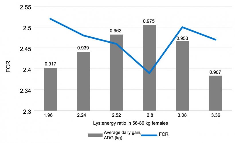 Graph 1. Effect of the lysine: energy ratio in 56-86 kg females. Main, et al. 2002.
