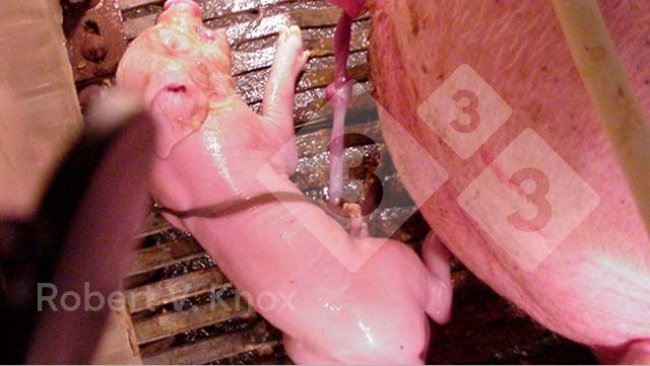 Image 5. Piglets with the umbilical still attached.