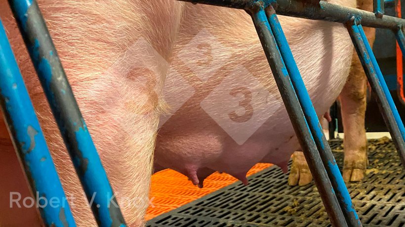 How To SEE When Your Pigs Are Ready For Sale!, Ranch Simulator