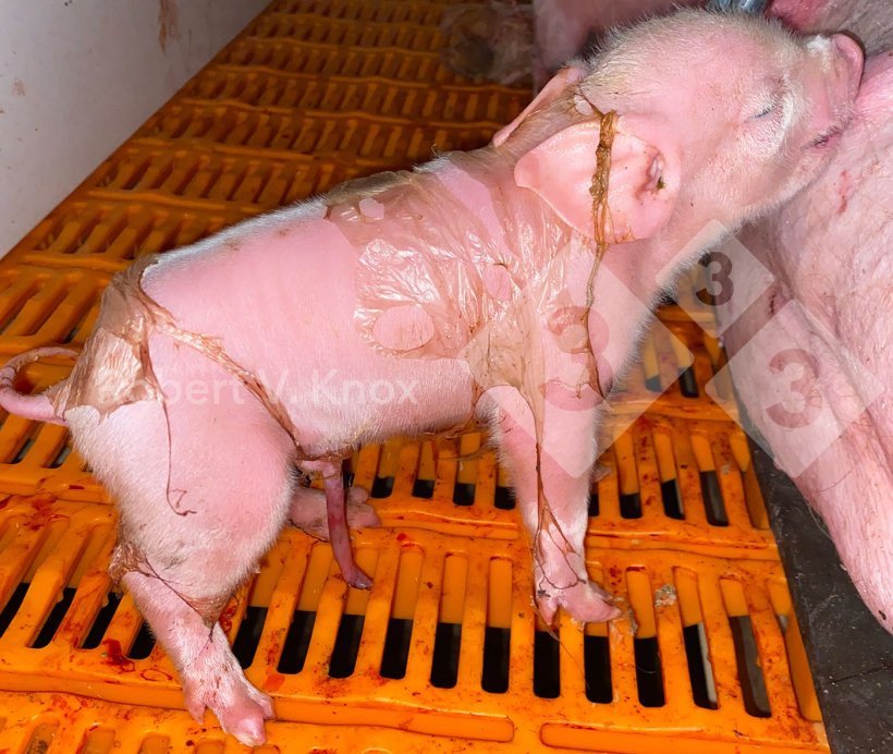 Image 6. Piglet born with some of the amnion.