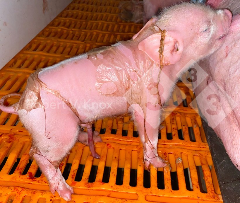 Hình ảnh 6. Heo con sinh ra có một ít màng ối.