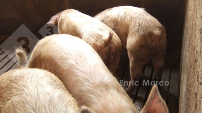 Photo 1. Slowed growth in piglets affected by dysentery.
