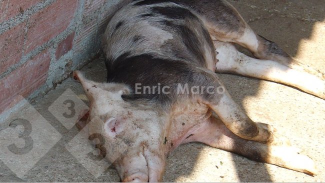 Photo 1. Pig that died of pneumonia caused by Actinobacillus pleuropneumoniae.