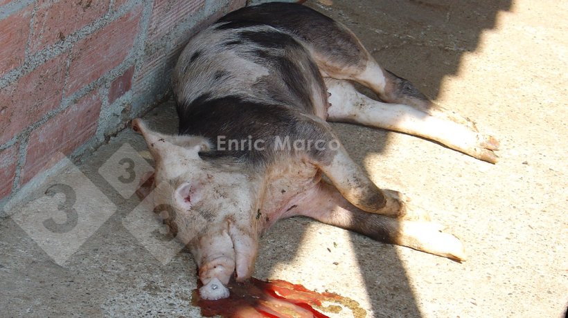 Photo 1. Pig that died of pneumonia caused by Actinobacillus pleuropneumoniae.

