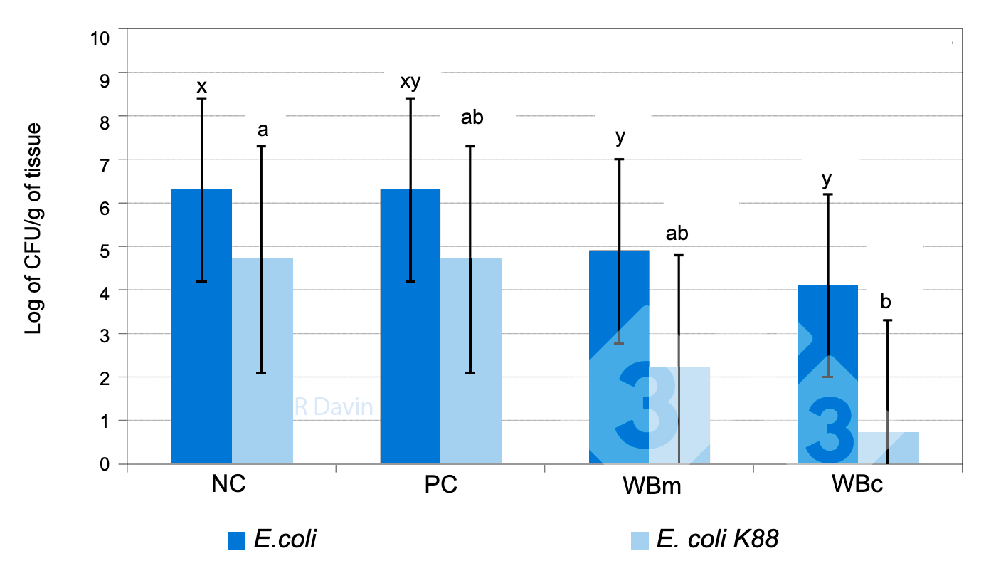 Figure&nbsp;1. Total <em>E. coli </em>and specific <em>E. coli K88 </em>attached to the ileum mucosa of post-weaning piglets after an <em>E. coli K88</em> challenge (adapted from Molist et al. 2011).

<sup>x,y</sup> Different superscripts in a bar indicate a significant difference between dietary treatments (P &lt; 0.05).

<sup>ab</sup> Different superscripts in a bar indicate a significant difference between dietary treatments (P &lt; 0.05).
