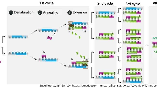 Schematic mechanism of PCR. Source:&nbsp;Enzoklop,&nbsp;http://creativecommons.org/licenses/by-sa/4.0
