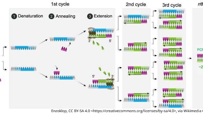 Schematic mechanism of PCR. Source: Enzoklop, http://creativecommons.org/licenses/by-sa/4.0