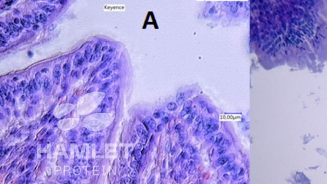 Figure 2. Electron microscopy of the gut mucus layer of piglets fed A: with enzymatically processed soybean to reduce antinutritional factor content (ESBM) (left) and B with conventional soybean meal. Clear damage is visible in picture B. Pictures copyright of Hamlet Protein.