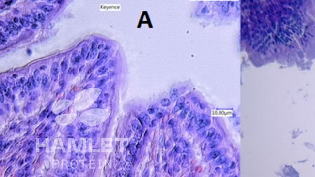 Figure 2. Electron microscopy of the gut mucus layer of piglets fed A: with enzymatically processed soybean to reduce antinutritional factor&nbsp;content (ESBM) (left) and B with conventional soybean meal. Clear damage is visible in picture B. Pictures copyright of Hamlet Protein.
