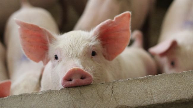 Different approaches to improving farm animal welfare - Articles - pig333, pig to pork community Different approaches to improving farm animal welfare - Articles - pig333, pig to pork community