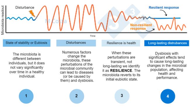Figure 1 &ndash; Hypothetical diagram depicting the microbiota response to an insult. 1) Healthy individuals have a normal degree of microbiota variation, which does not lead to disease (this is termed eubiosis, 2) A perturbation (e.g. heat stress) may lead to microbiota instability, causing disease. 3)&nbsp;Resilient microbiota will return to a state similar to that pre-perturbation, where there is no disease. 4)&nbsp;Microbiotas that are not resilient will not &ldquo;bounce back&rdquo;, thus suffering dysbiosis and a prolonged state of disease.
