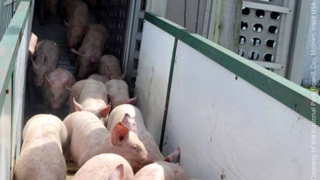 The most common transmission route of PRRS is by trade with infected pigs and by local spread.