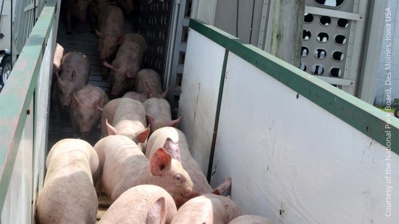 The most common transmission route of PRRS is by trade with infected pigs and by local spread.