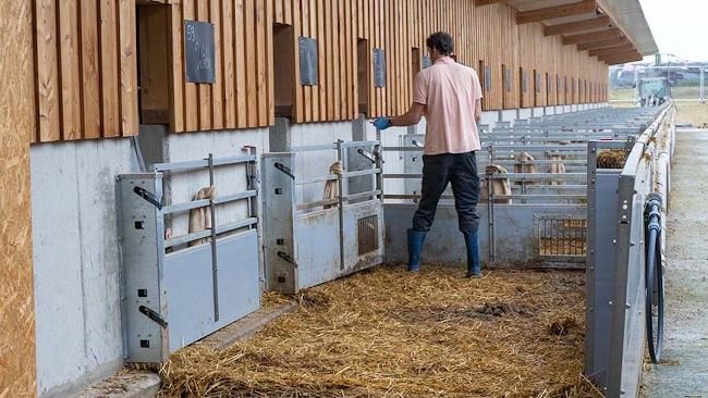 The new WEDA Quick.Gate enables simultaneous mucking out of several outdoor runs in one pass.