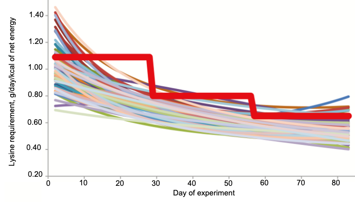 Figure&nbsp;1. Estimated ileal digestible lysine requirements of individual pigs (thin colored lines) and minimum ileal digestible lysine levels that pigs fed in a conventional three-phase group feeding system should receive (bold red line) according to Hauschild et al. (2010).
