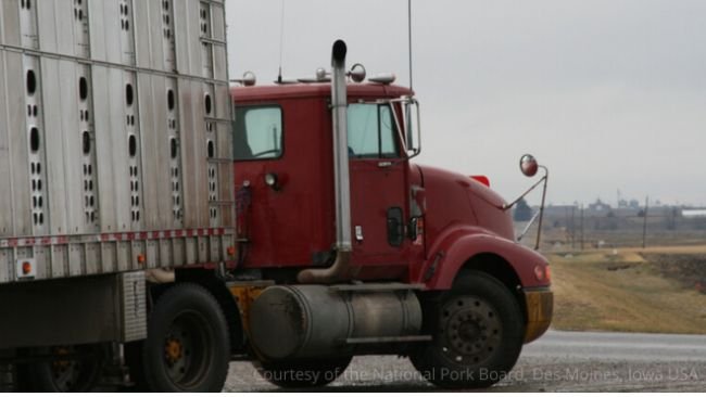 EFSA proposes new welfare measures during transport - Swine news - pig333,  pig to pork community