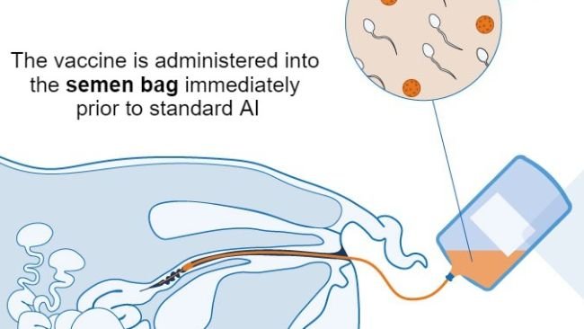 Figure 1. Proposed mechanism of intrauterine vaccine: The intrauterine vaccine is delivered to the uterus during standard or post-cervical artificial insemination to generate an antibody-mediated and cellular immune response in gilts/sows. Colostral antibodies are produced, and they get delivered to suckling newborn piglets.