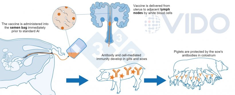 Figure 1.&nbsp;Proposed mechanism of intrauterine vaccine: The intrauterine vaccine is delivered to the uterus during standard or post-cervical artificial insemination to generate an antibody-mediated and cellular immune response in gilts/sows. Colostral antibodies are produced, and they get delivered to suckling newborn piglets.
