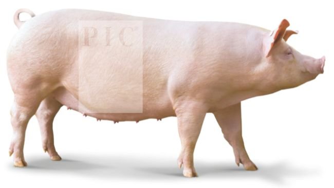Pig production blog: swine nutrition, pig farming, - pig333, pig to pork  community