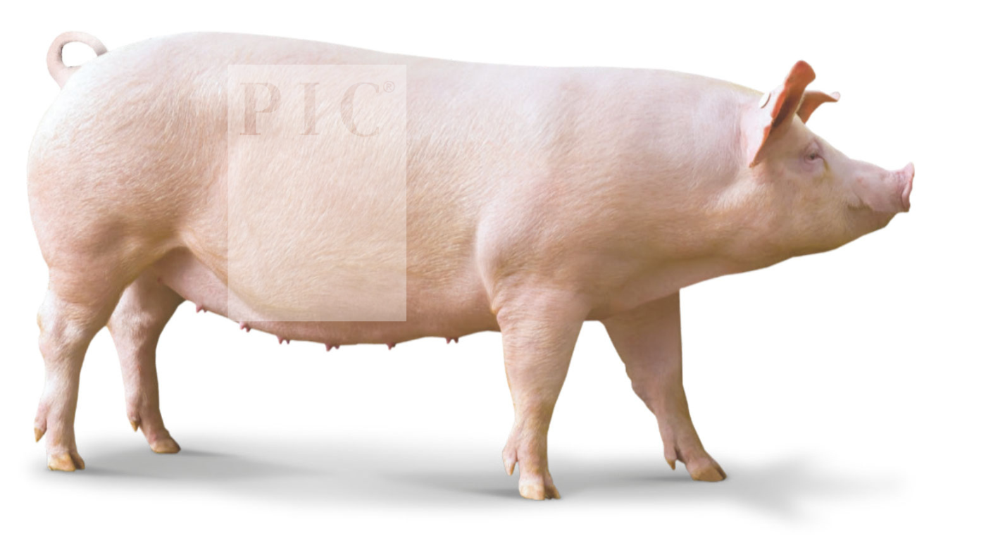 PIC dam lines. Key aspects of management - Articles - pig333, pig to ...
