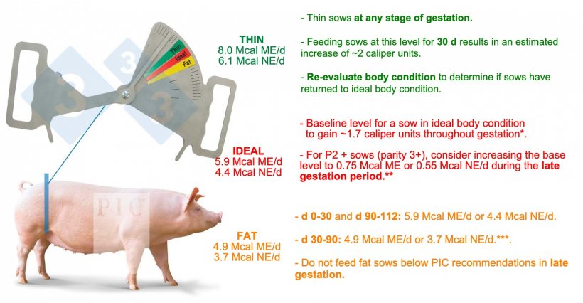 Feeding and nutrition in gestation. Multiparous sows. Updated April 2022. Assumes a minimum intake of 11 grams of digestible lysine per day on a herd basis. *Estimated based on a sow with a body weight of 200 kg. **Most P2+ sows will have a body weight &gt;200 kg. During the late gestation period they will have a higher body weight and therefore require a higher level of feed to meet their maintenance needs. ***It is very difficult to readjust the body condition of a fat sow during the gestation period.
