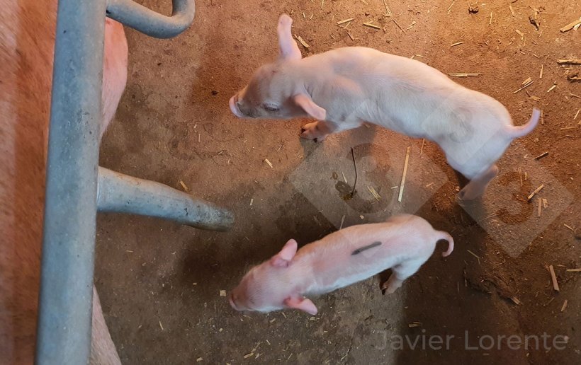 Weaning piglets well starts 