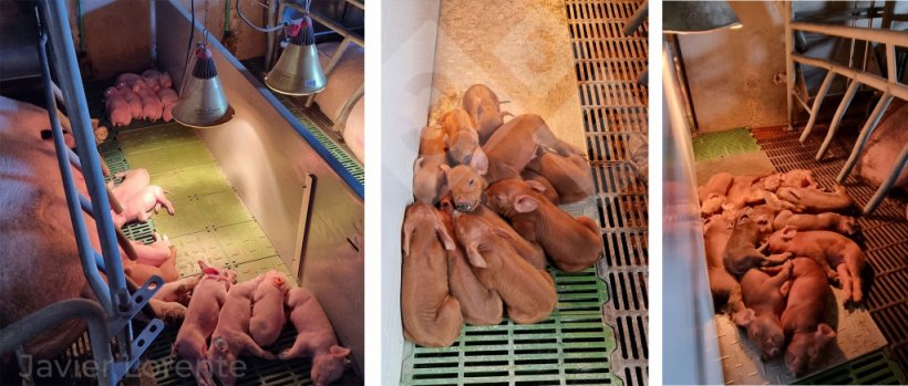 Photo 5. Piglets at a comfortable temperature (right), overheated (left), or cold (center). Poor thermal control in the farrowing room increases the likelihood of digestive problems.
