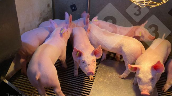 Photo 3. Recently weaned high-quality piglets. Higher chance of success after weaning.
