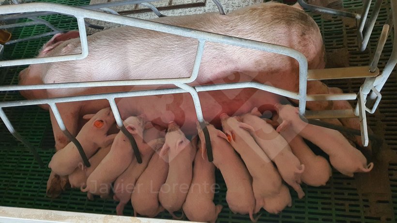 Photo 1. Piglets suckling all at the same time with the sow.
