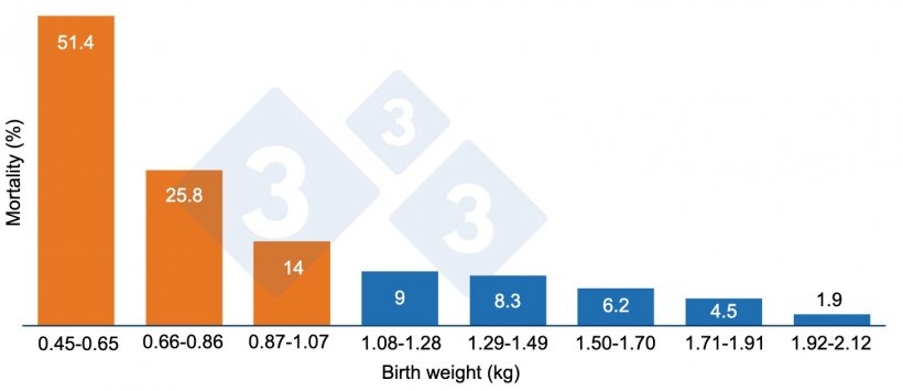 Graph 1. Pre-weaning mortality as a function of birth weight. Piglets weighing less than 1.07 kg (orange) have higher mortality.
