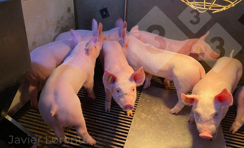 Photo 3. Recently weaned high-quality piglets. Higher chance of success after weaning.
