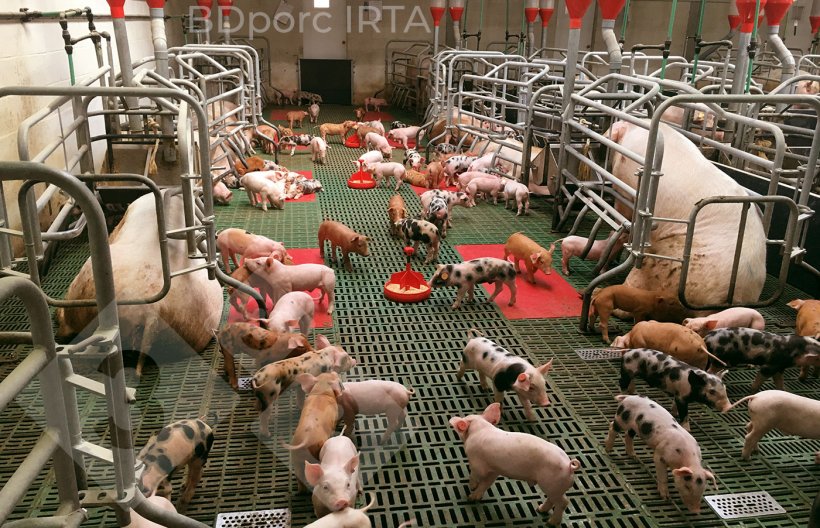 Photo 8.&nbsp;Shared lactation: piglets that are already socialized in the farrowing room will have reduced fighting and stress after weaning. Source: BDporc. IRTA

