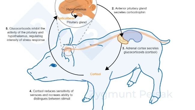 Figure 2. Minutes or hours after stress occurs, the hypothalamic&ndash;pituitary&ndash;adrenal (HPA) axis is activated. Pituitary gland secretes corticotrophin, which, reaching the adrenal cortex, causes the secretion of glucocorticoids, including cortisol. Glucocorticoids inhibit the activity of the pituitary and hypothalamus, thanks to which they regulate the intensity of the stress response. Cortisol has been widely used as a marker of stress in swine, also as a noninvasive test from saliva.
