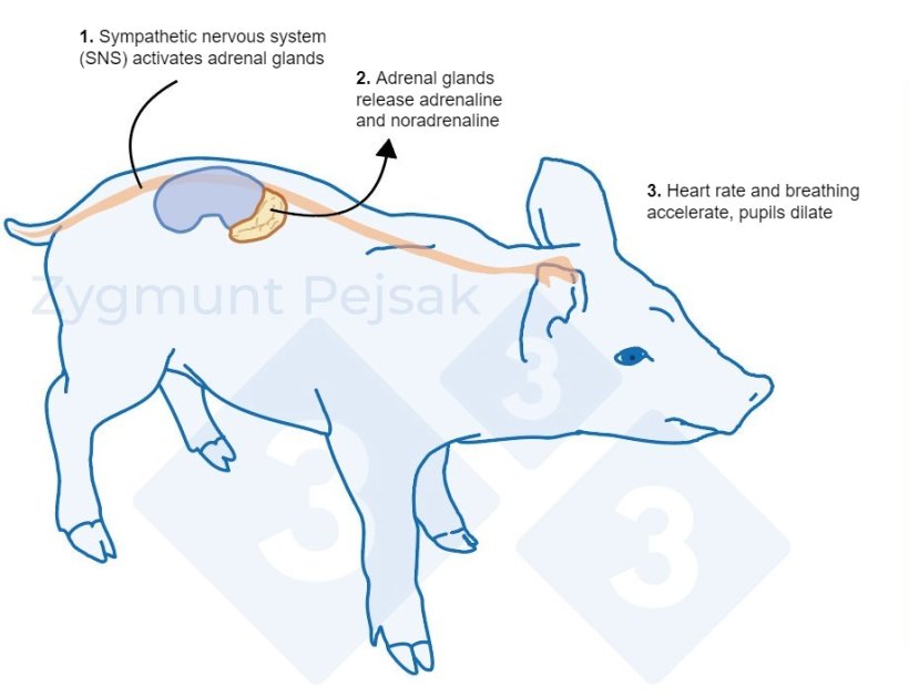 Impact of stress on immune function, health, and productivity in pigs Articles pig333, pig