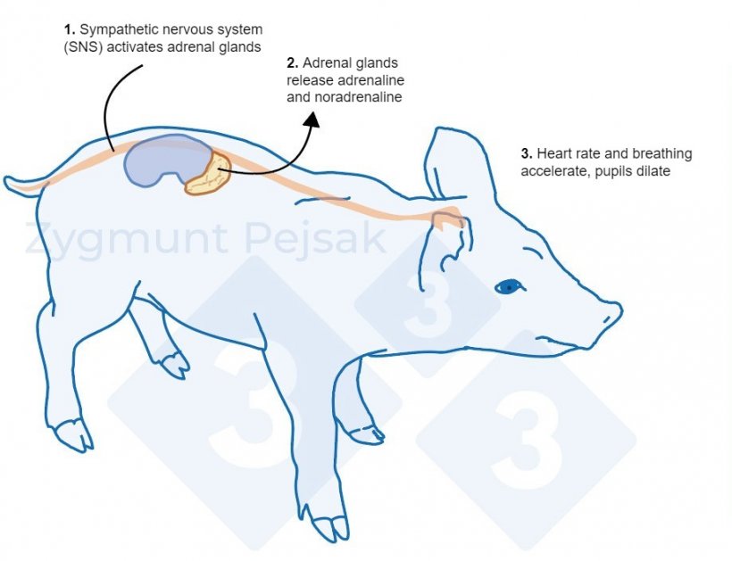 Figure 1. After a stressor is triggered, the sympathetic system stimulates the adrenal glands to release adrenaline and noradrenaline. The activation of the sympathetic system in pigs can be measured by Chromogranin A (CgA).
