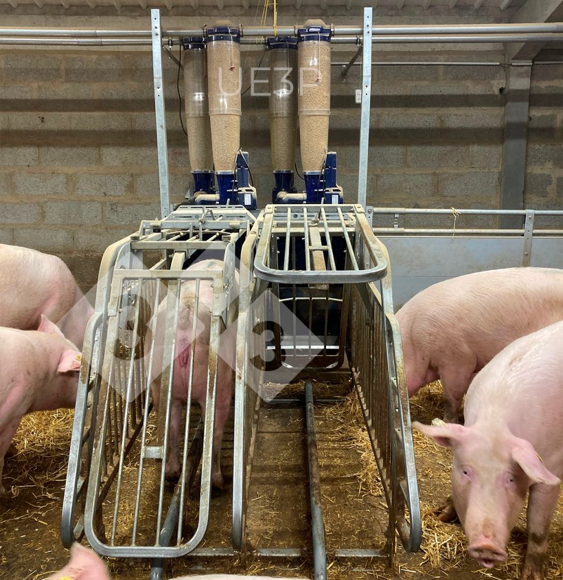 Photo 1. Automatic feeders in a gestation room at UE3P, able to mix two diets and to distribute a different ration for each gestating sow each day
