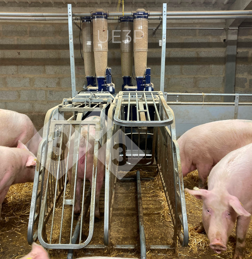 Tailor-made feeding strategies of sows: Major efficiency gains ...