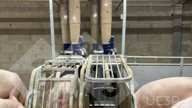 Photo 1. Automatic feeders in a gestation room at UE3P, able to mix two diets and to distribute a different ration for each gestating sow each day