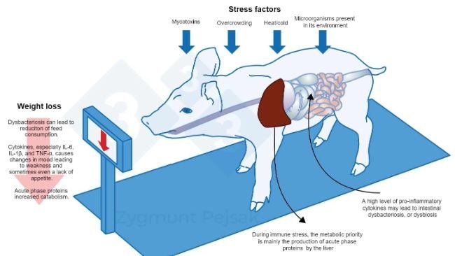 Figure 3.  An additional cost of a long-term alert is the deterioration of appetite and, consequently, a prolonged fattening period. Since the pressure from environmental stressors affects individual animals differently, there will be a differentiation in the weight of weaners or fattening pigs of the same age. Weight differentiation among animals of the same age may have serious economic consequences. Also, especially in young animals, a diet that does not contain nutrients essential for strengthening the anti-infectious resistance may make the animals more vulnerable to infection.