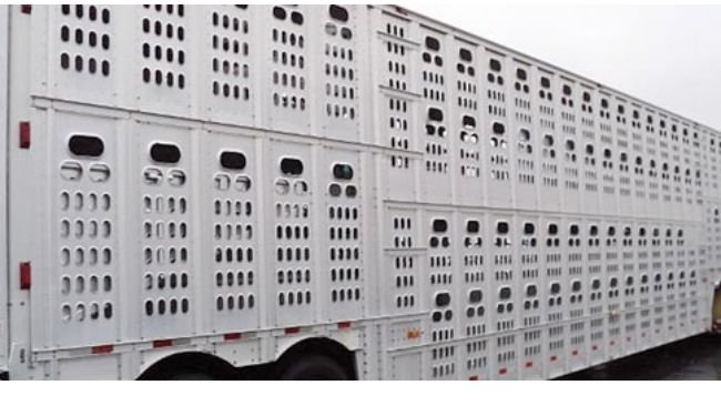 Live animal transport in the EU under review - Swine news - pig333, pig to  pork community